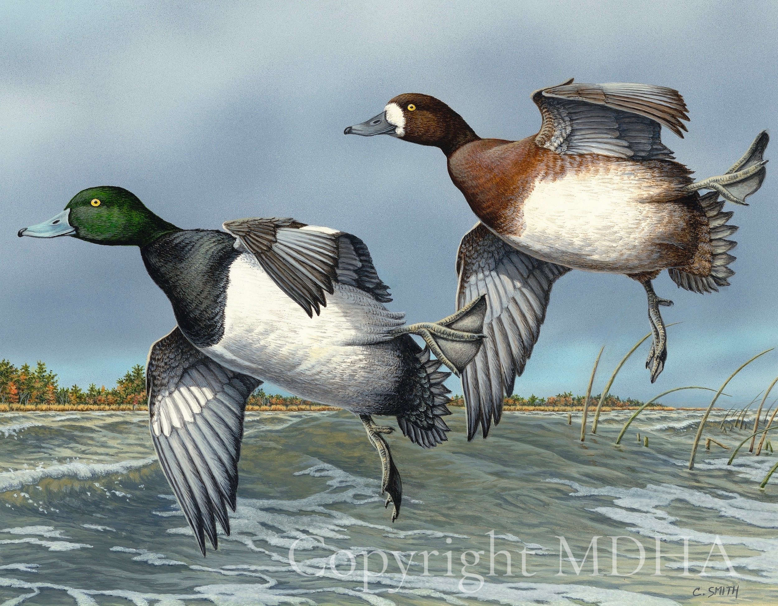 2024 Michigan State Duck Stamp %22Broadbill Bay%22.jpg