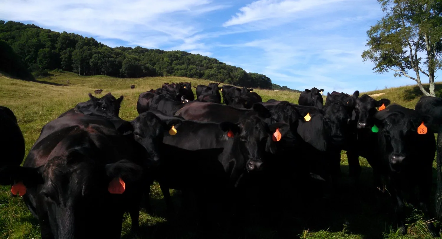 cows-square.jpg