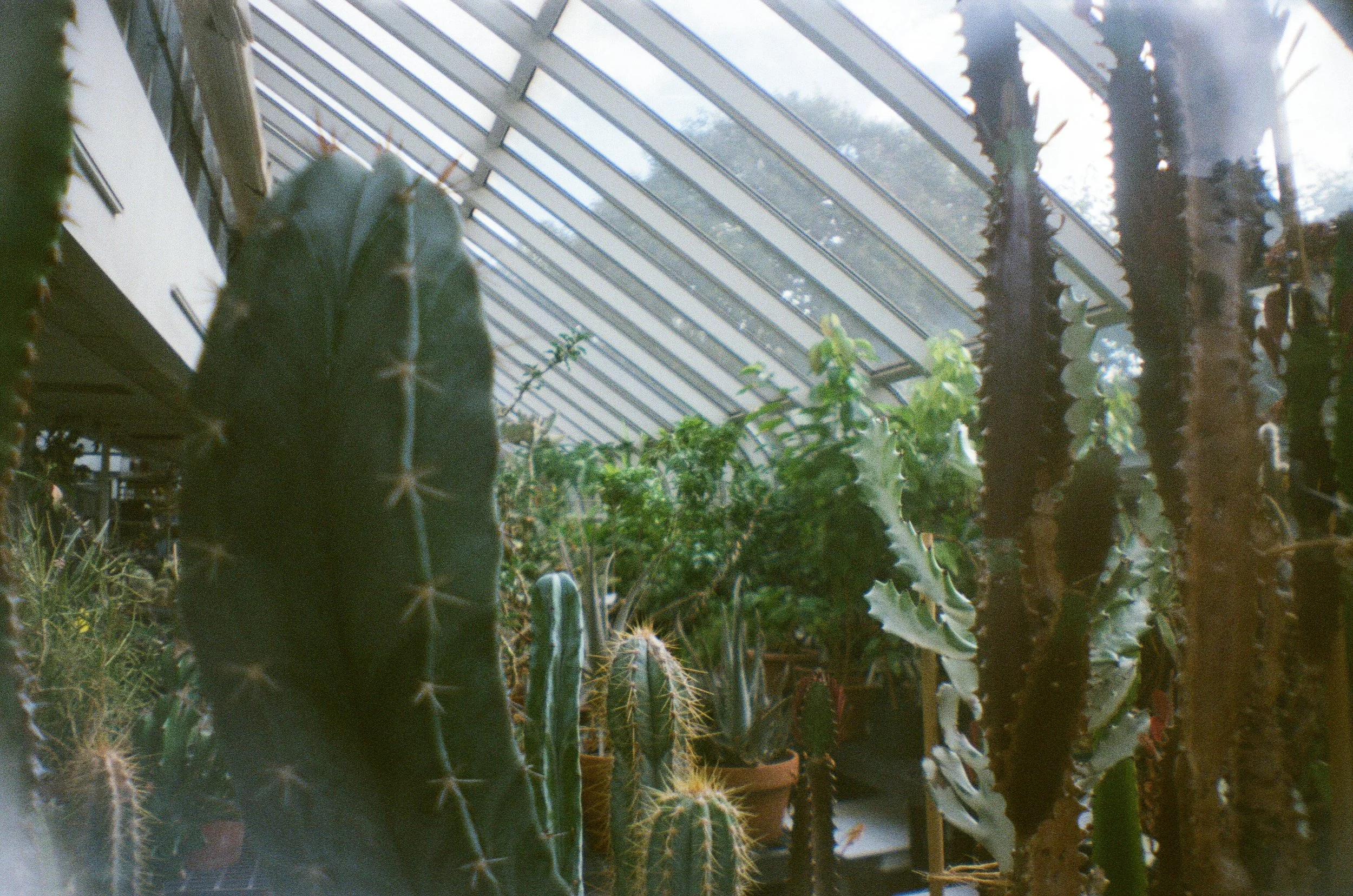 Brooklyn Botanic Garden, NYC, USA. This was taken with film, I was still learning about what the best lighting suited this little toy camera. 