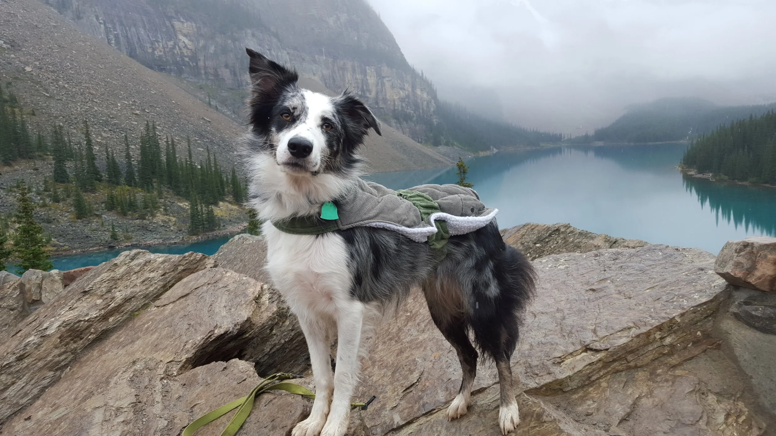 best adventure dogs