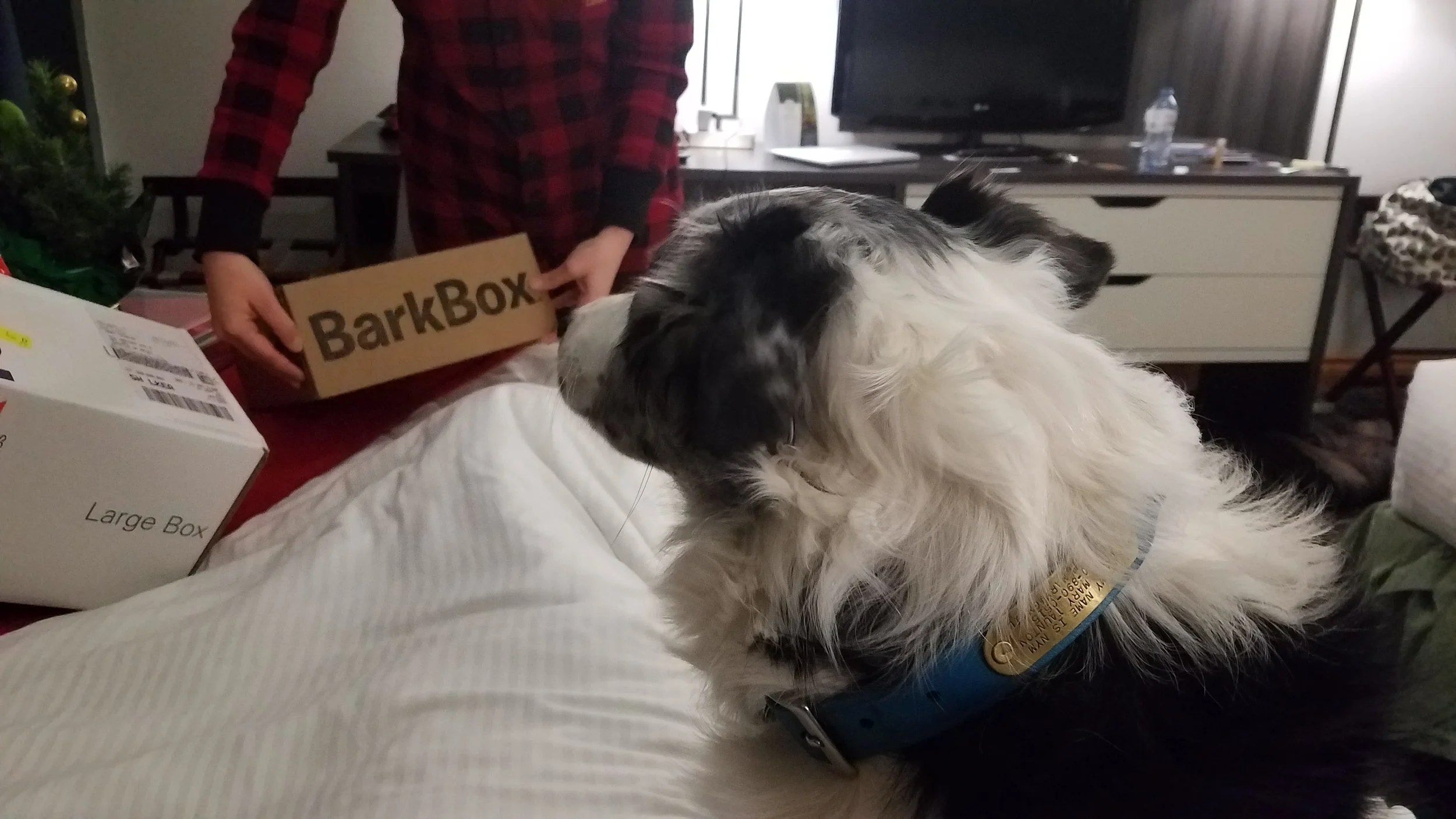Nym's Present - Bark Box