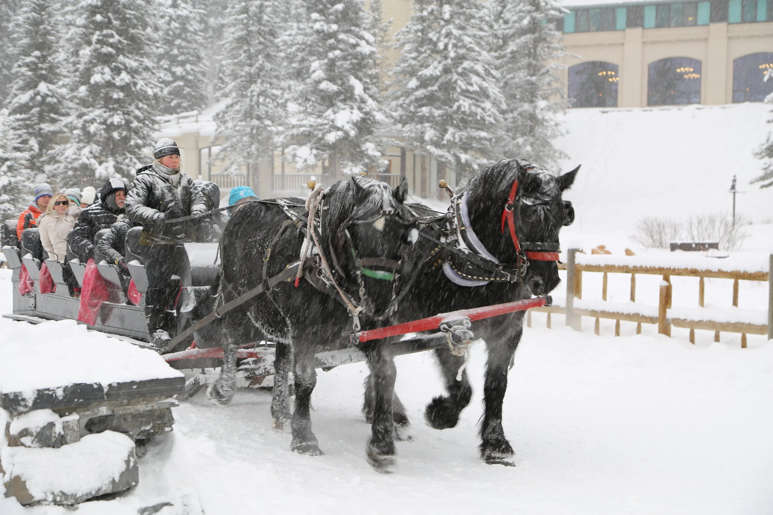 Horse Carriage