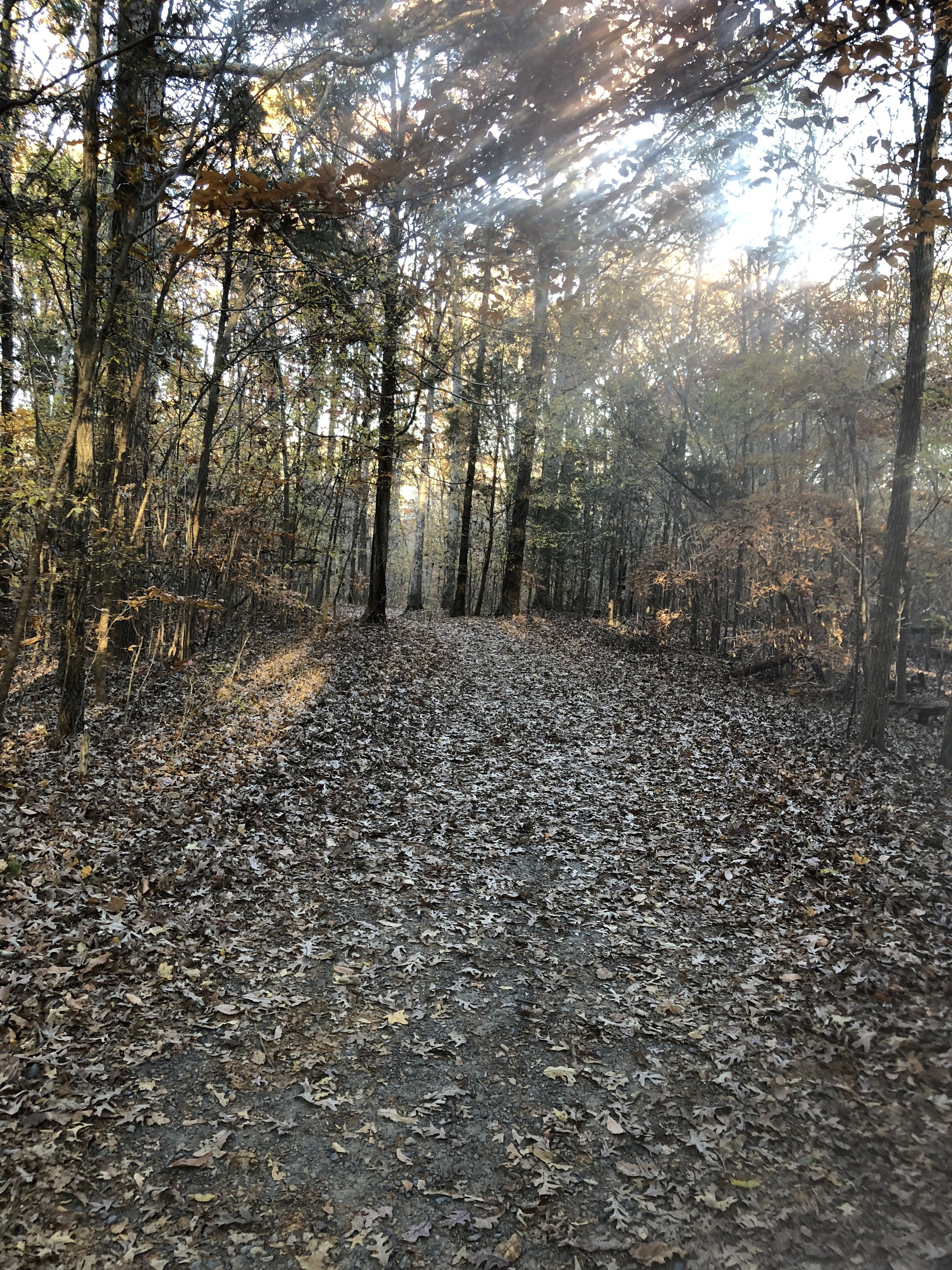 Trail run at Reedy Creek