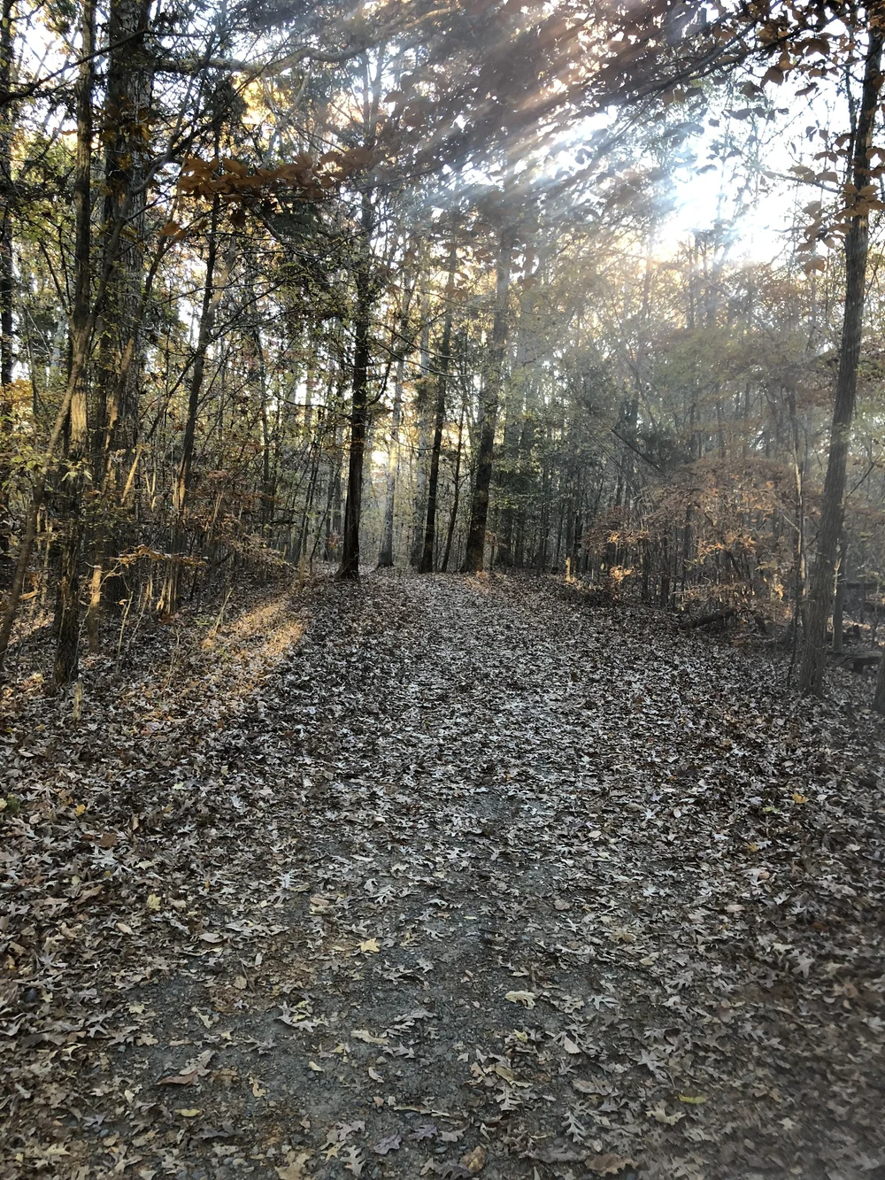 Trail run at Reedy Creek