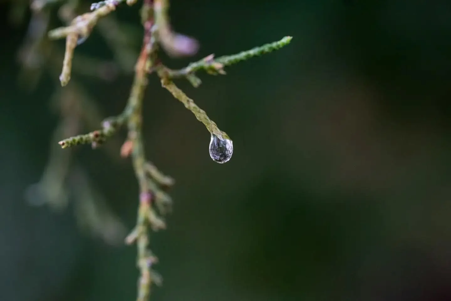 post-rainfall.