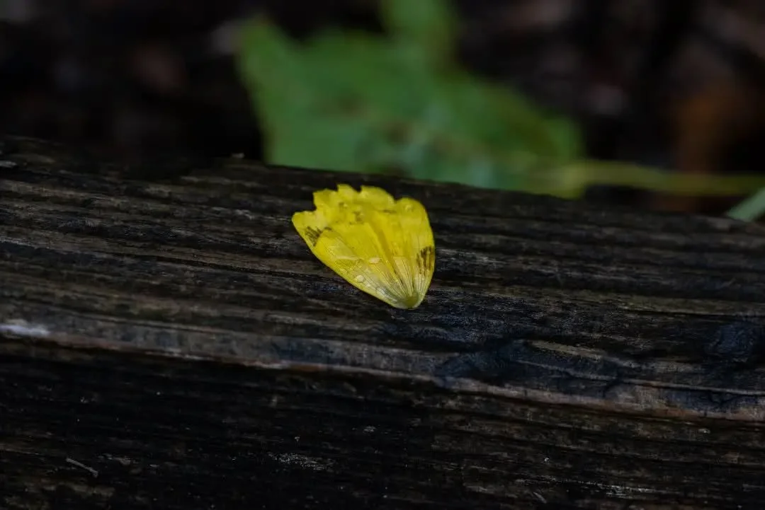 fallen petal.