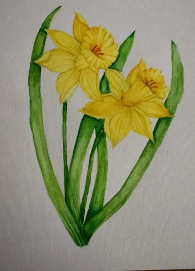 Daffodil-best-04-20.jpeg