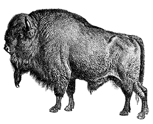 American Bison