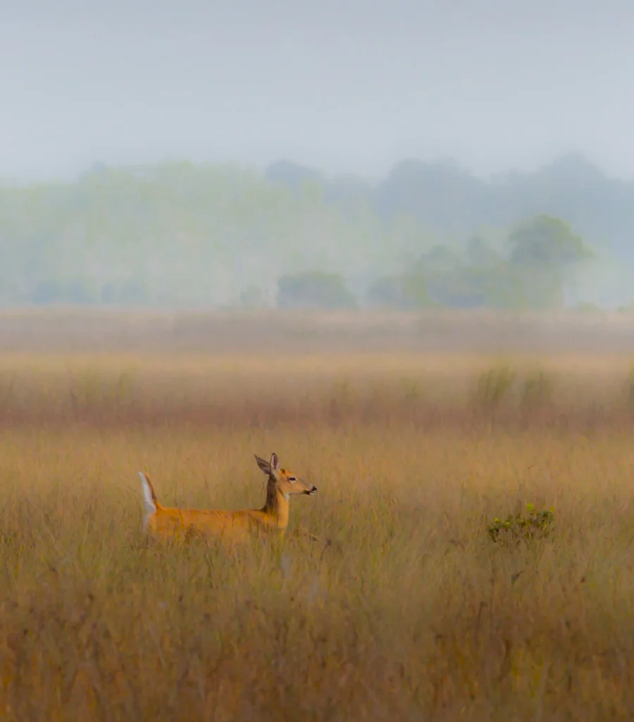 WHITE TAIL DEER IN EVERGLADES