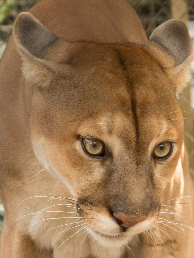 FLORIDA PANTHER