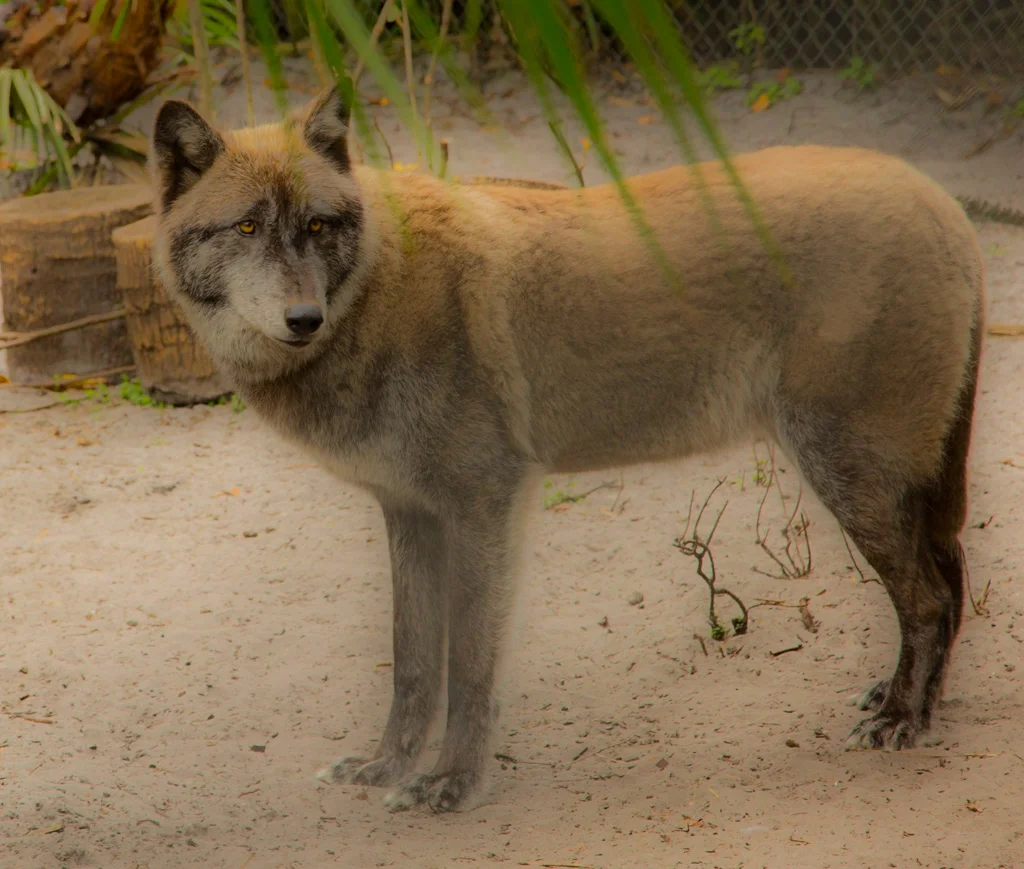 SHY WOLF