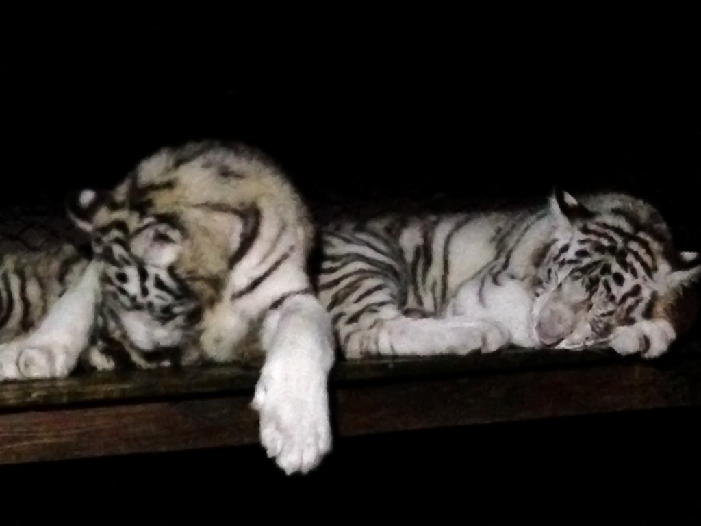 WHITE TIGER CUBS