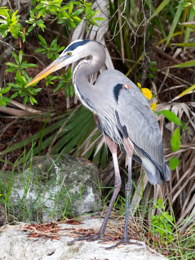 BIRDS-29.jpg