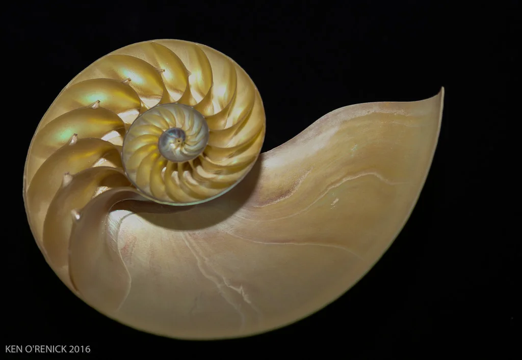 NAUTILUS SHELL