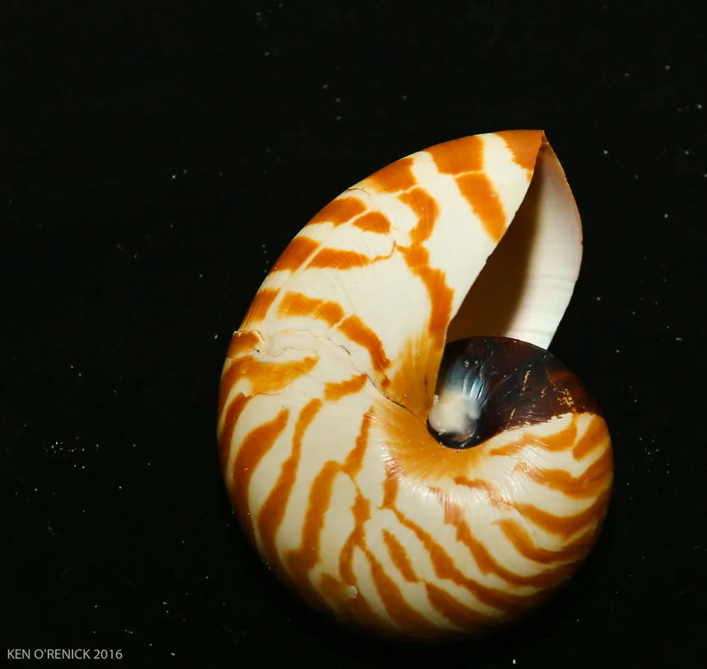 ZEBRA NAUTILUS
