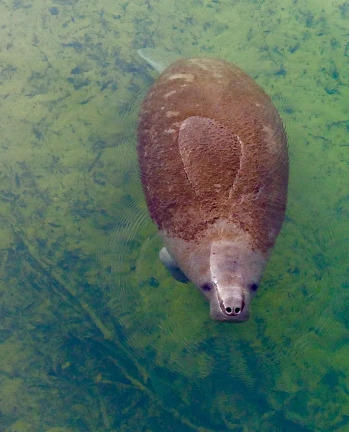 BABY MANATEE IN HOMOSASSA