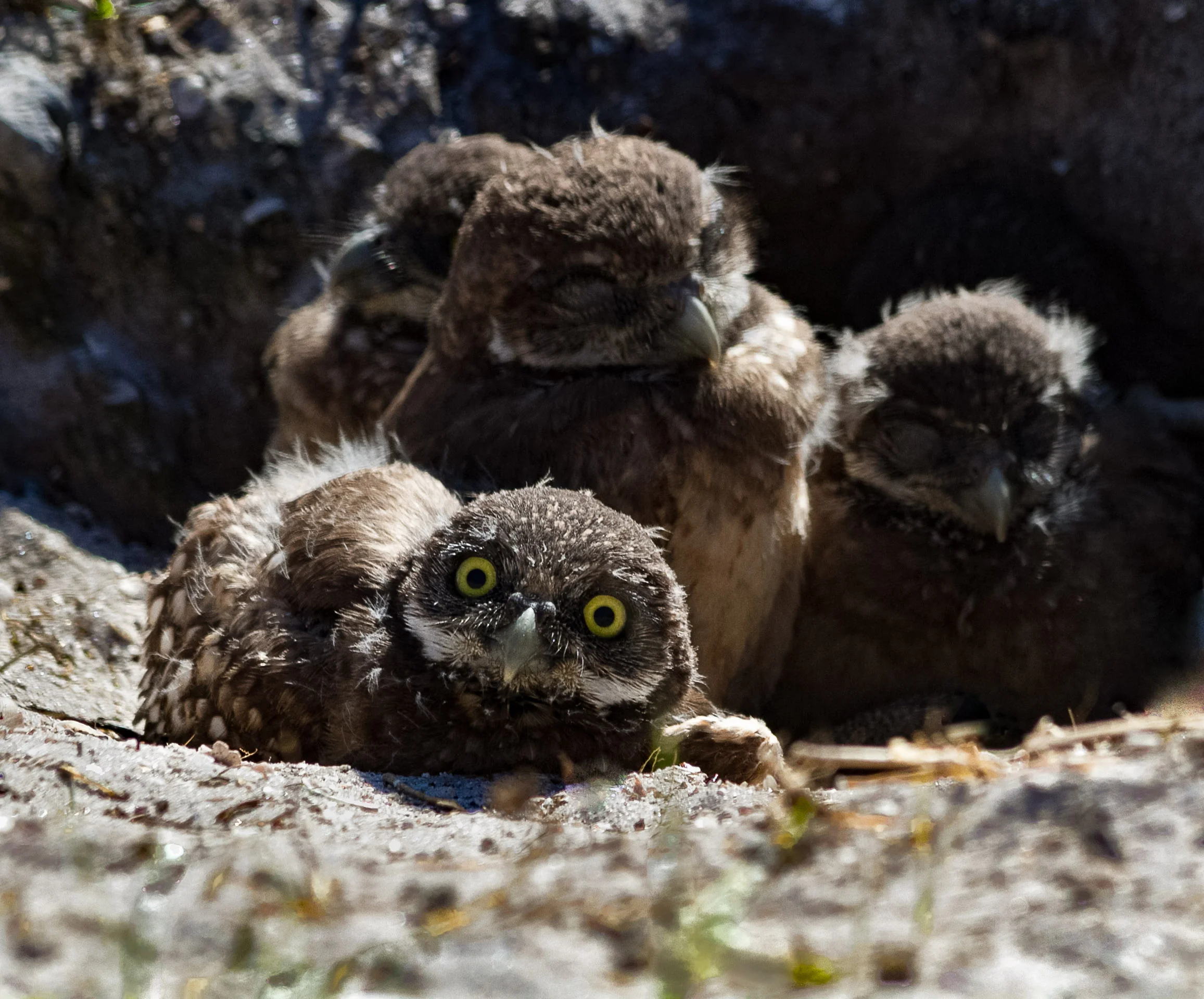 HOOT R YOU-4800.jpg