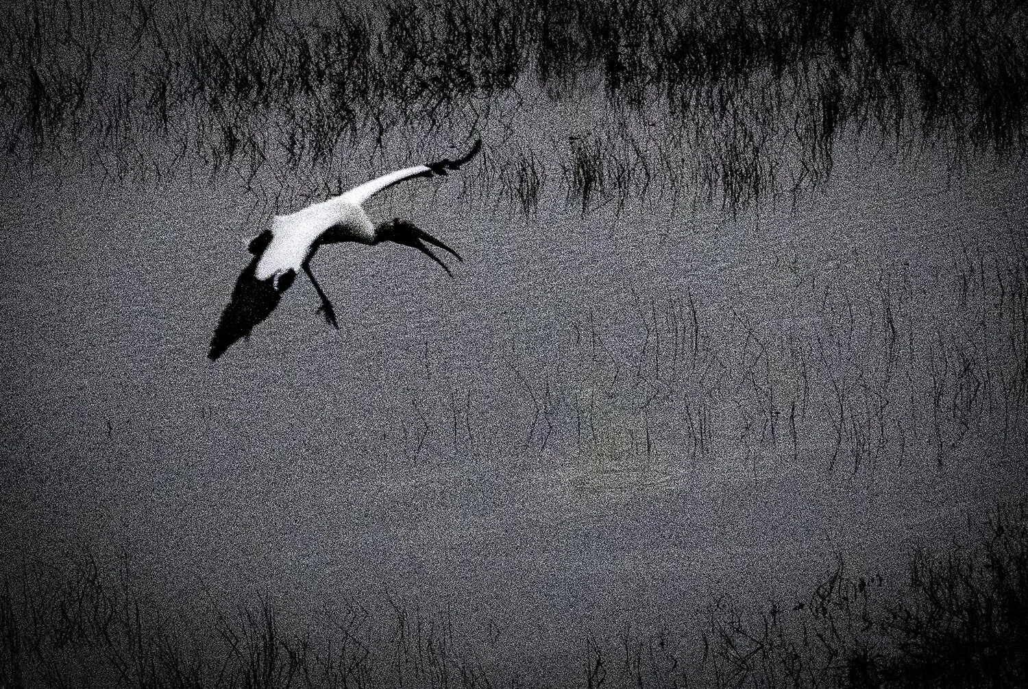 ARTISTIC WOODSTORK.jpg
