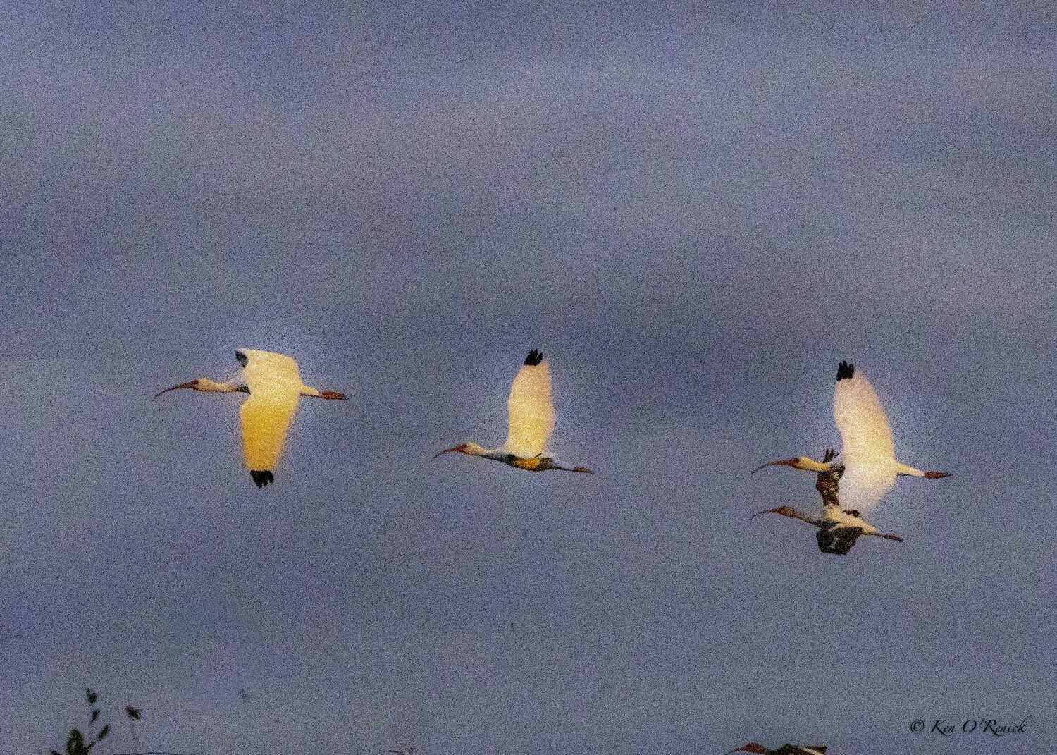 ARTISTIC IBIS_.jpg