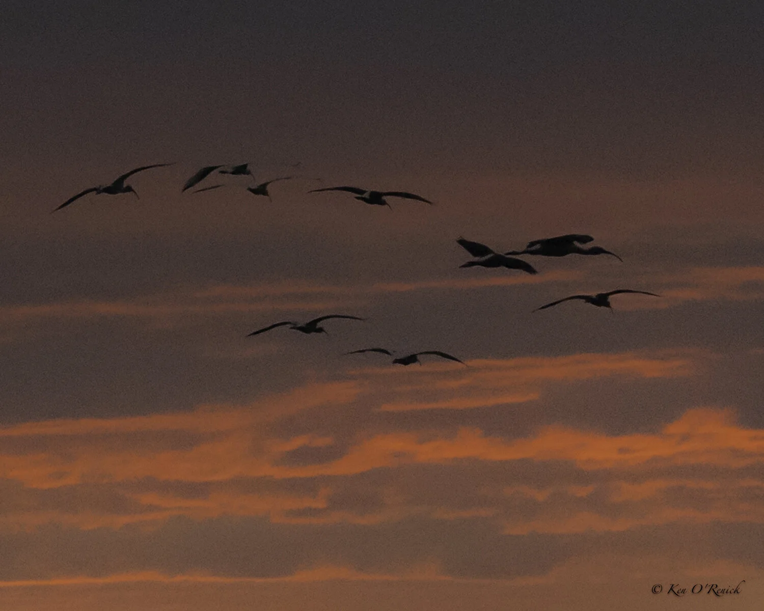 IBIS SUNSET.jpg