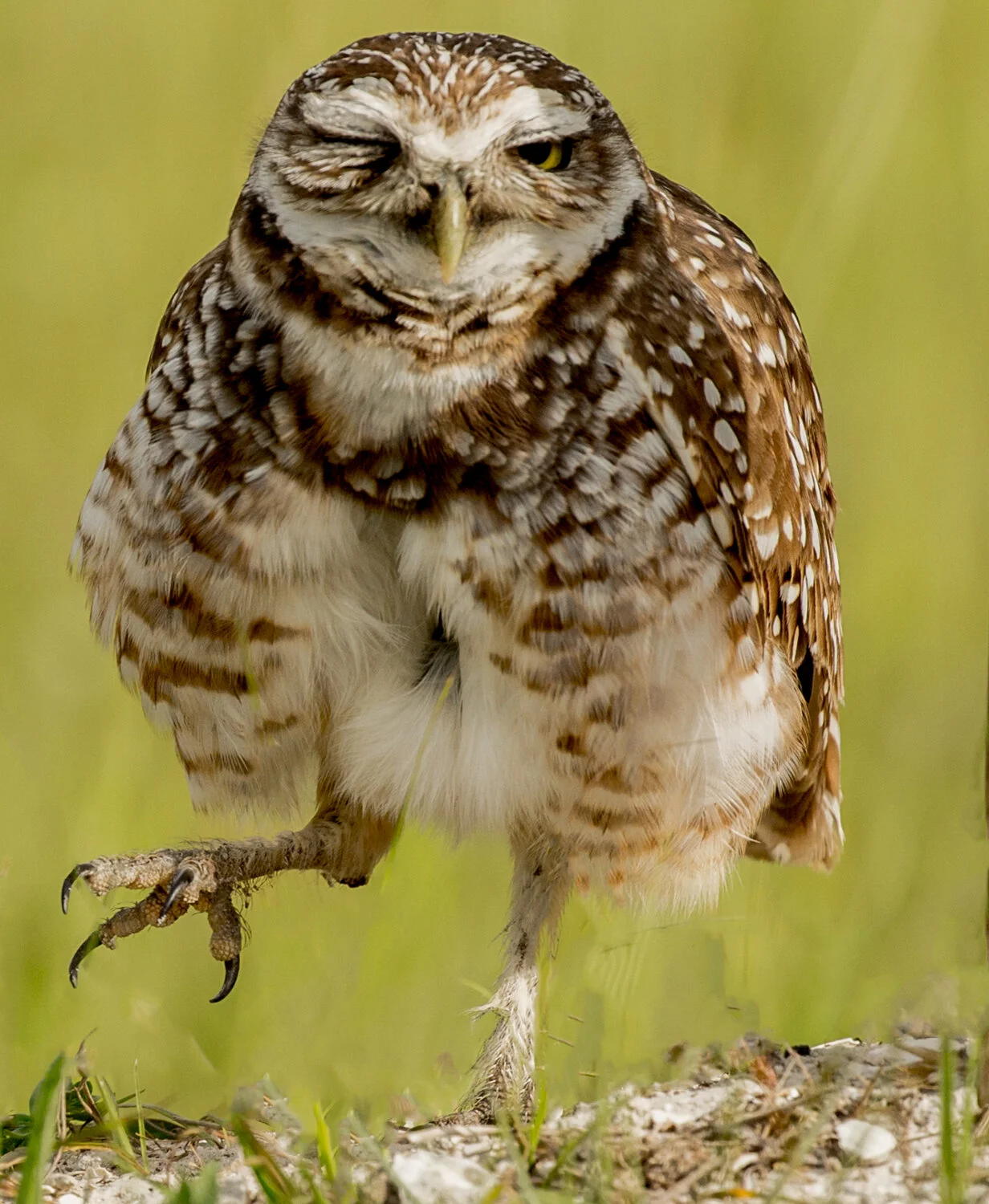 OWL ON ONE LEG 2547-Edit.jpg