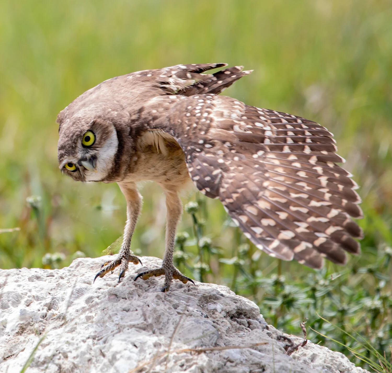 OWL ON WING -7185.jpg