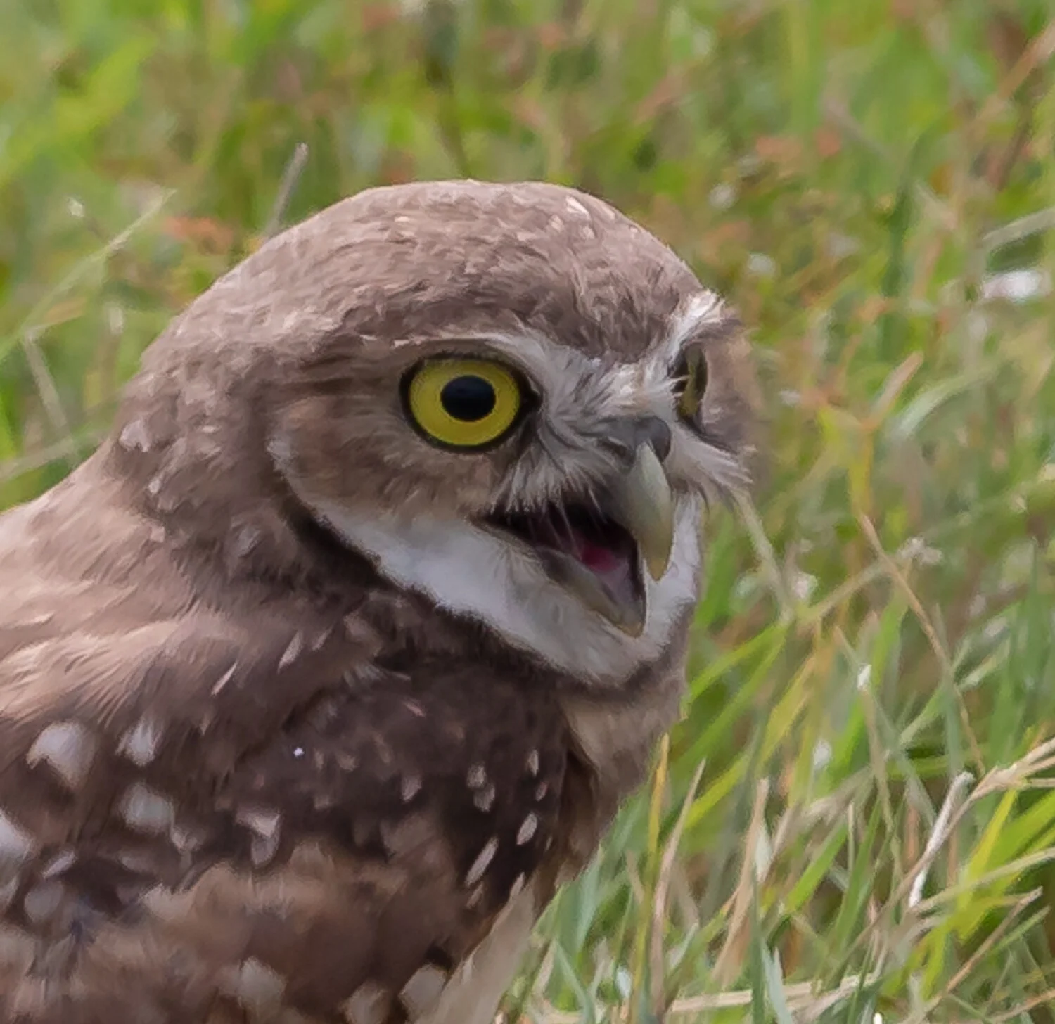 OWL SWAKING 7543.jpg