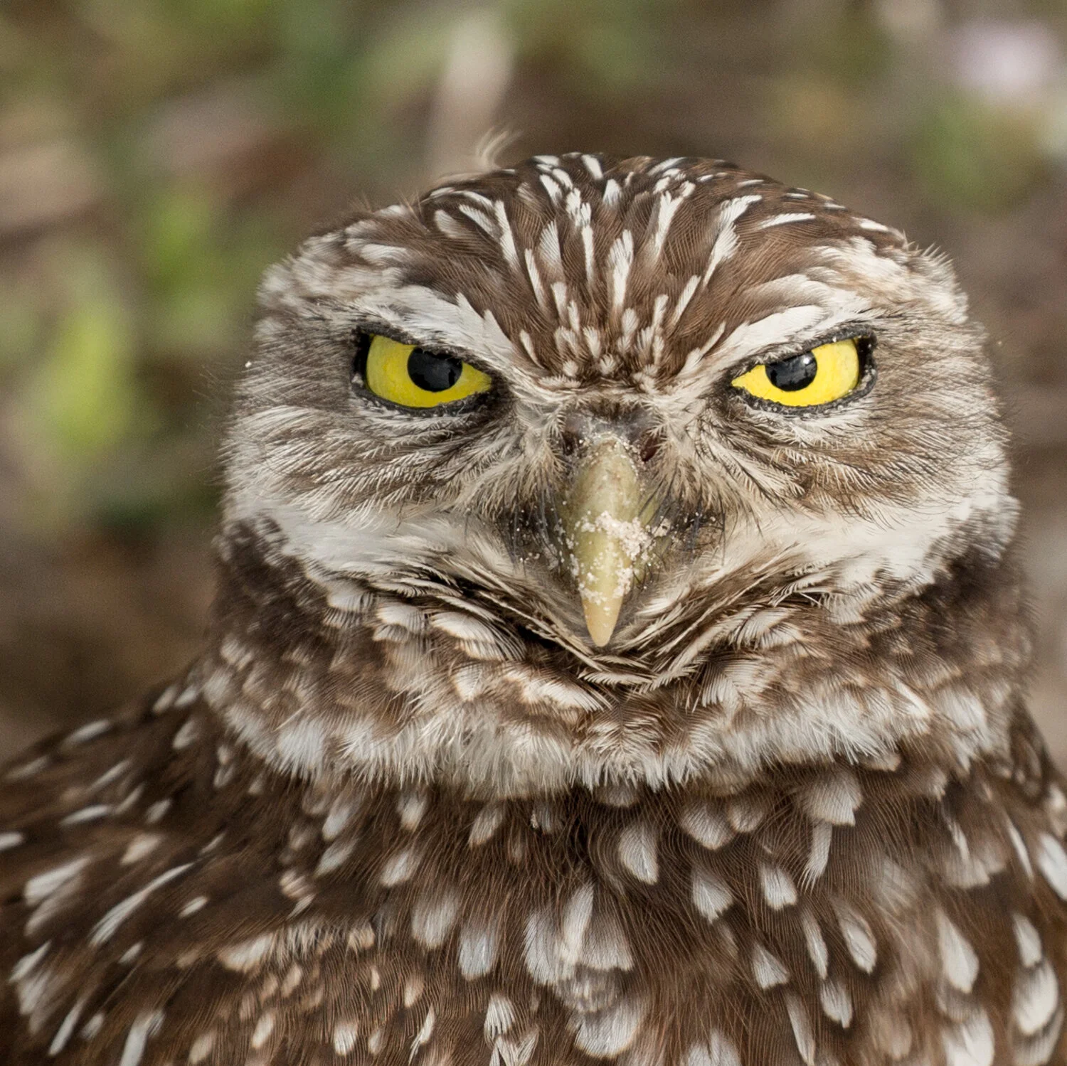 OWL UP CLOSE 2527.jpg