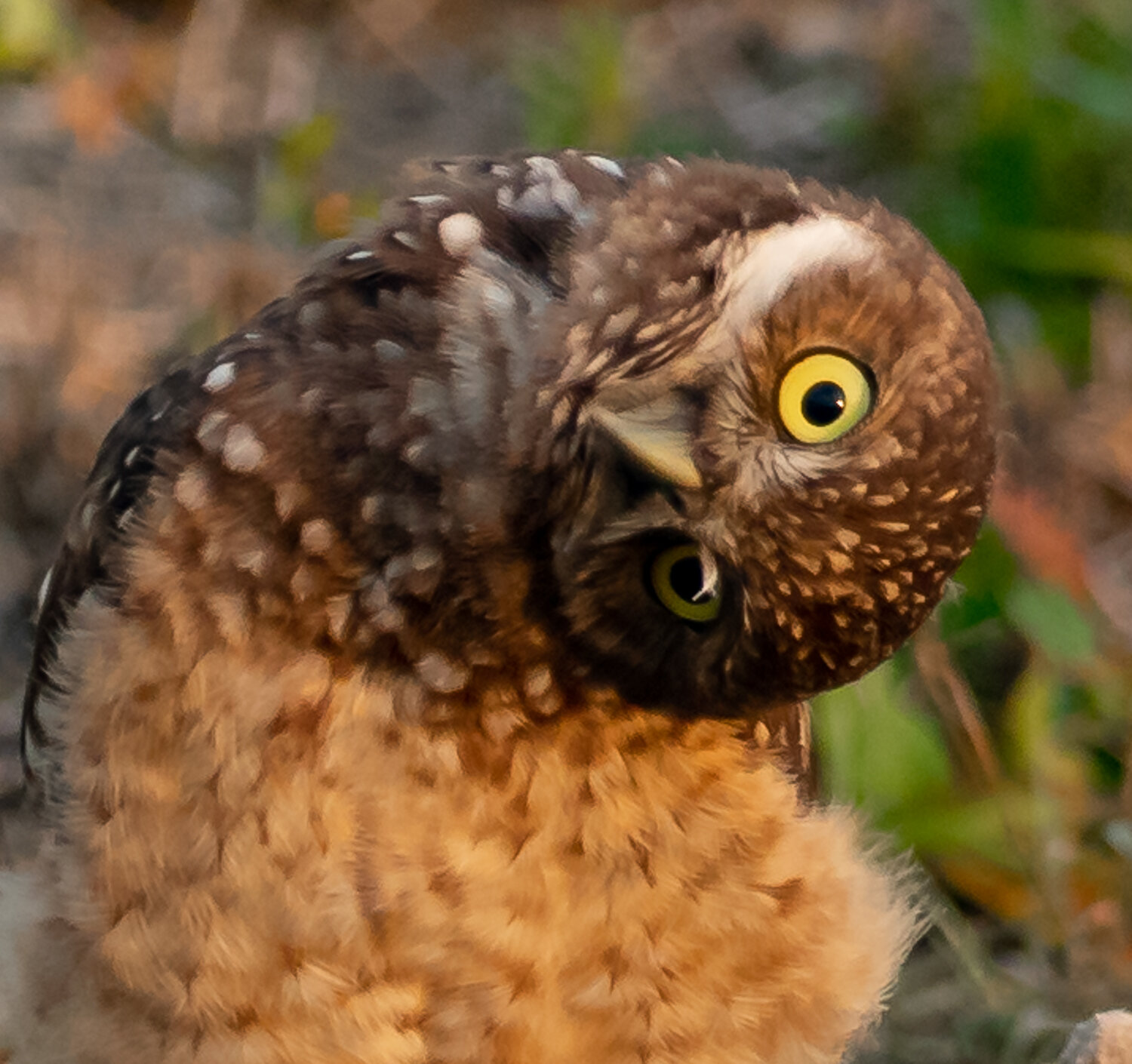OWL 8678.jpg