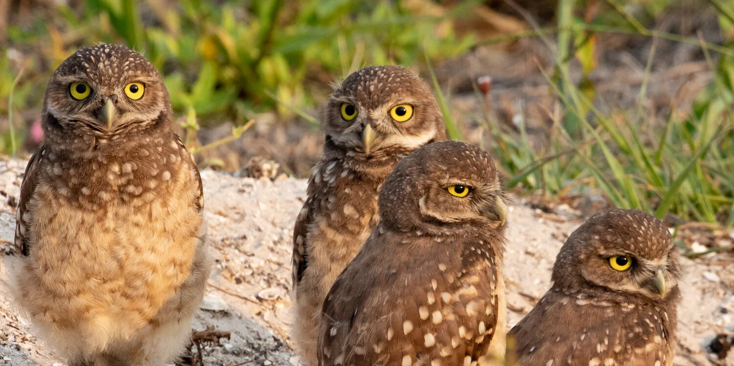 OWL FAMILY 8609.jpg