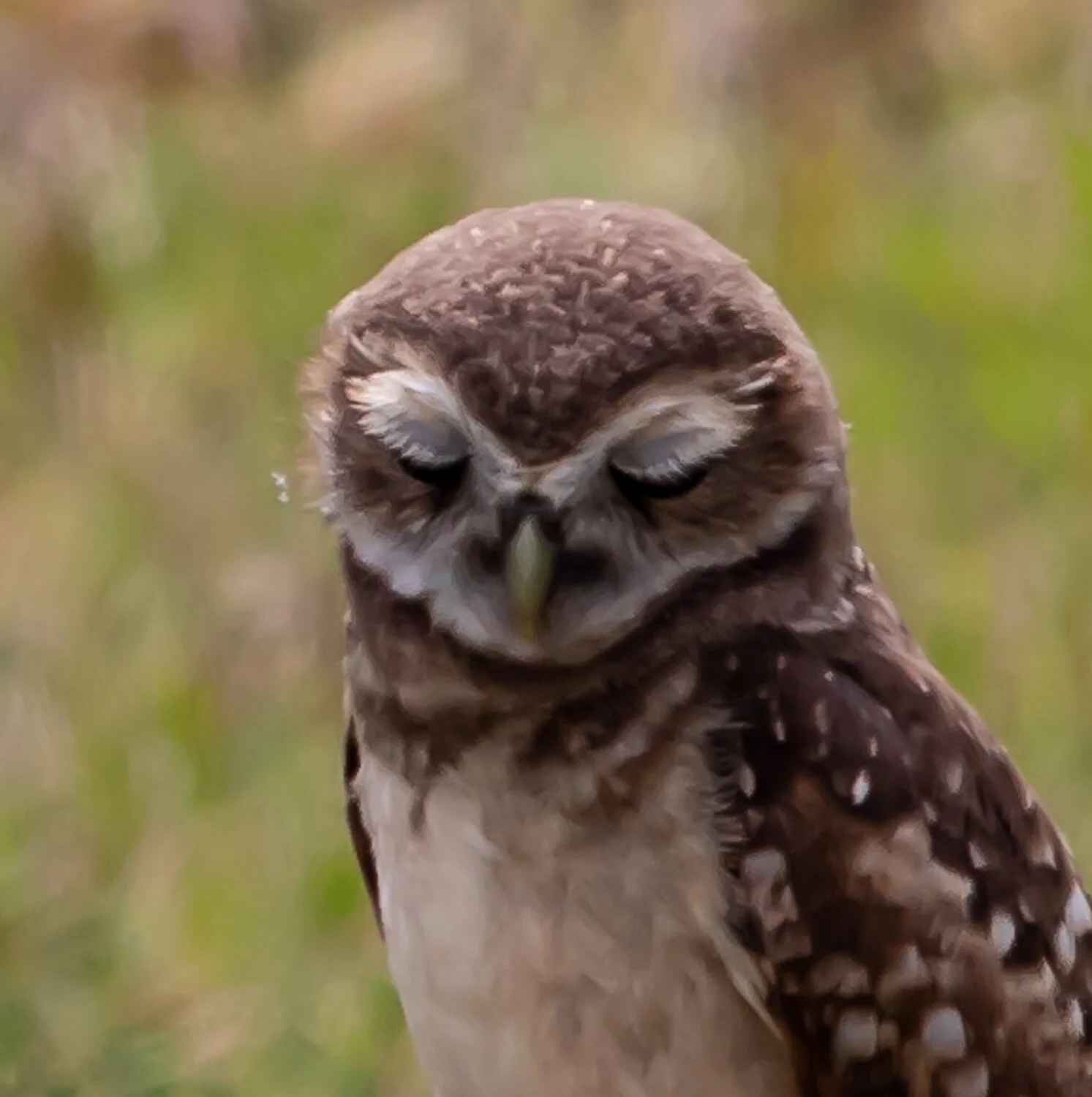 OWL EYE LASHES7415.jpg