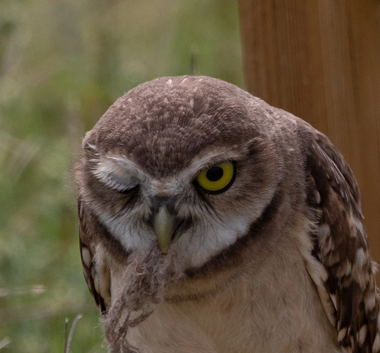 OWL BLINKING 7565.jpg