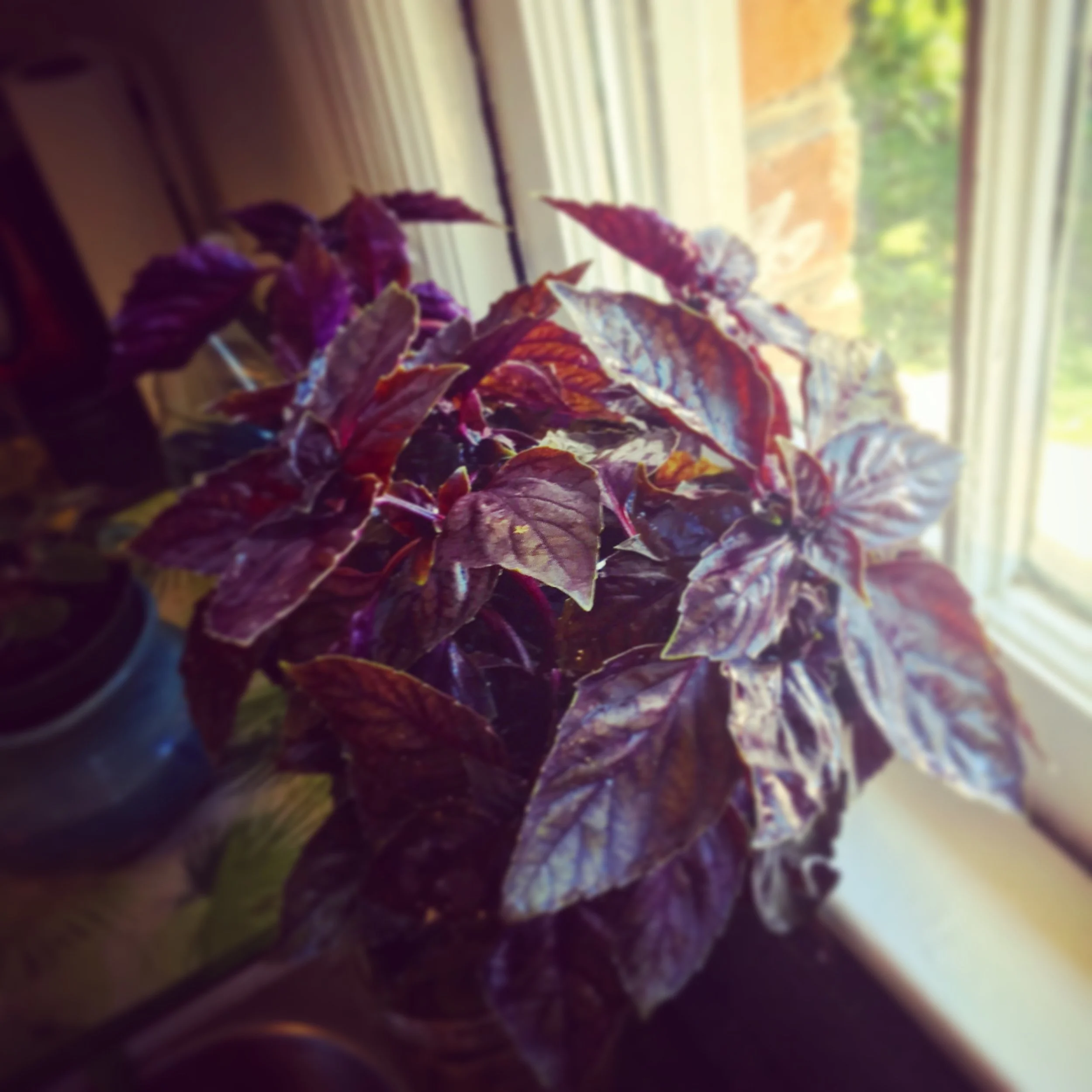 Organic purple basil from Canewater Farms at Forsyth Farmers Market in Savannah