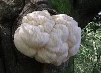 A Lion's Mane Mushroom on a Tree.