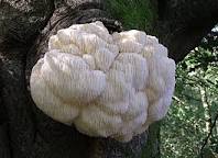 A Lion's Mane Mushroom on a Tree.