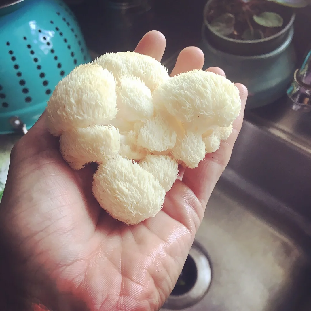 Lion's Mane up close.