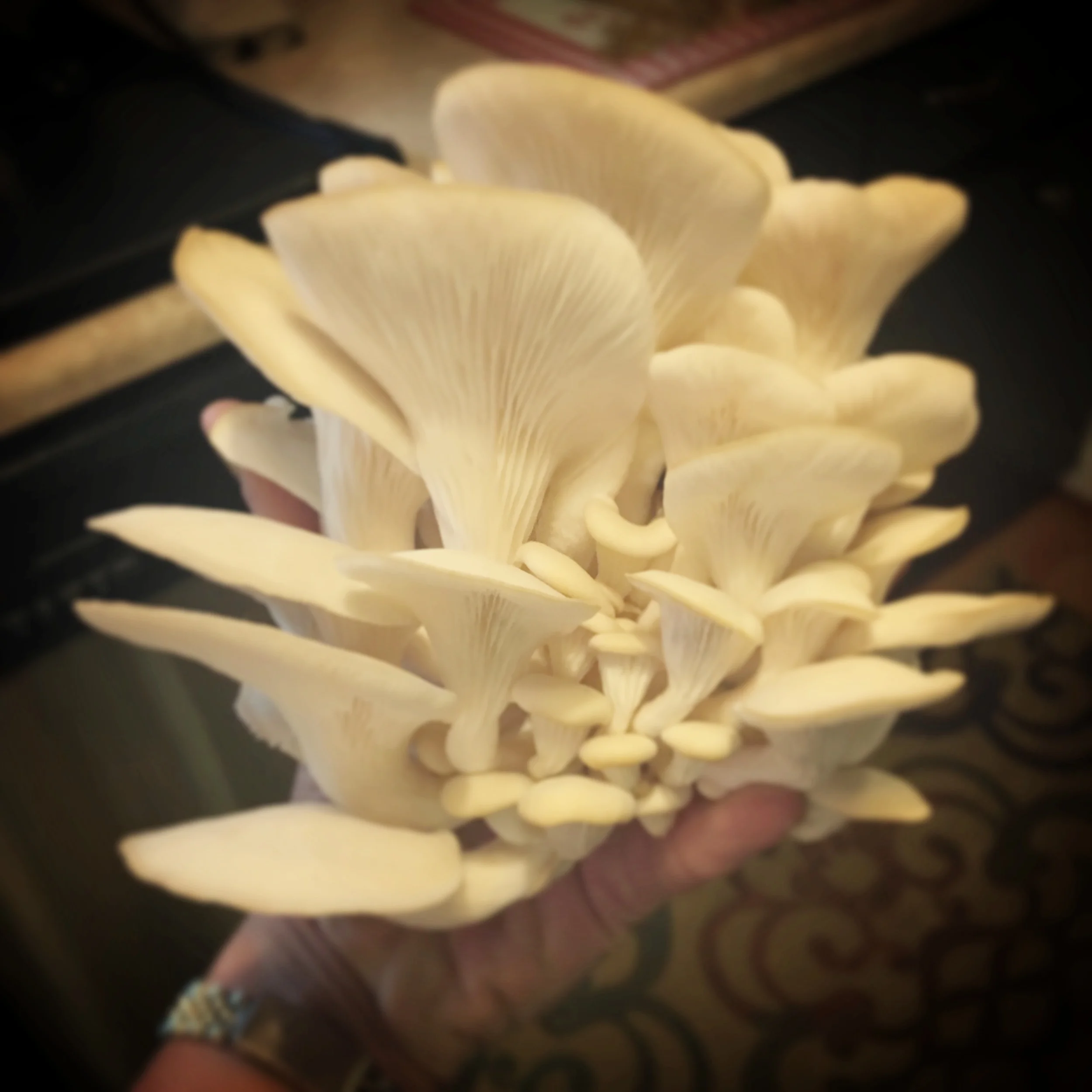 Oyster mushrooms. 