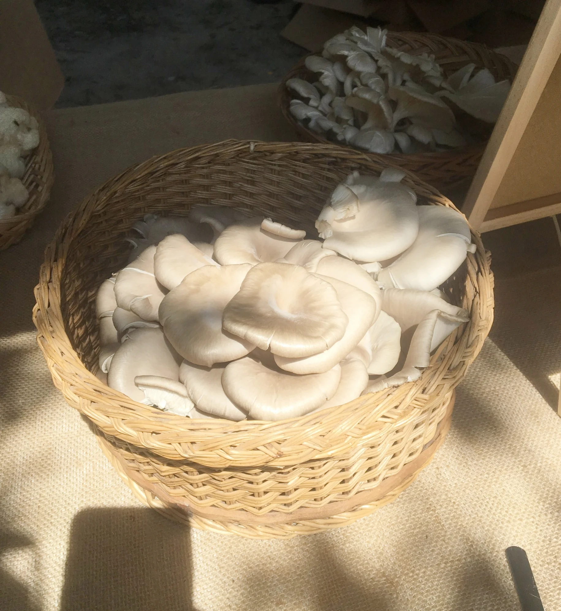 Getting wild...mushrooms!