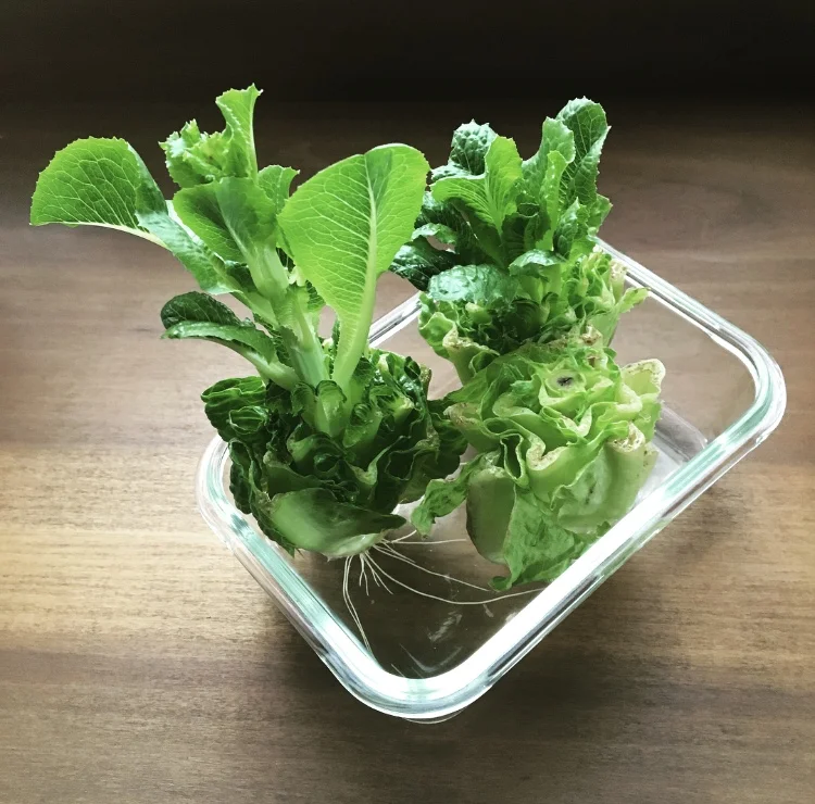 The romaine bottoms turned a darker green, leaves began to grow out of the centre and then the roots sprouted!