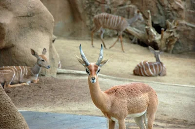 Vacation Finale - San Diego Zoo, Old Town and Heading Home