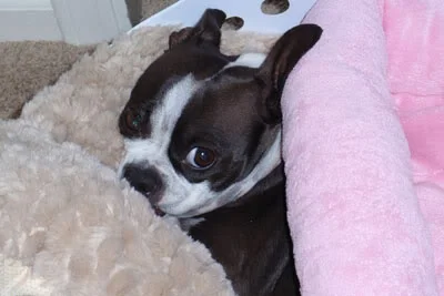 Week 12 - 3/16/09 - 3/22/09