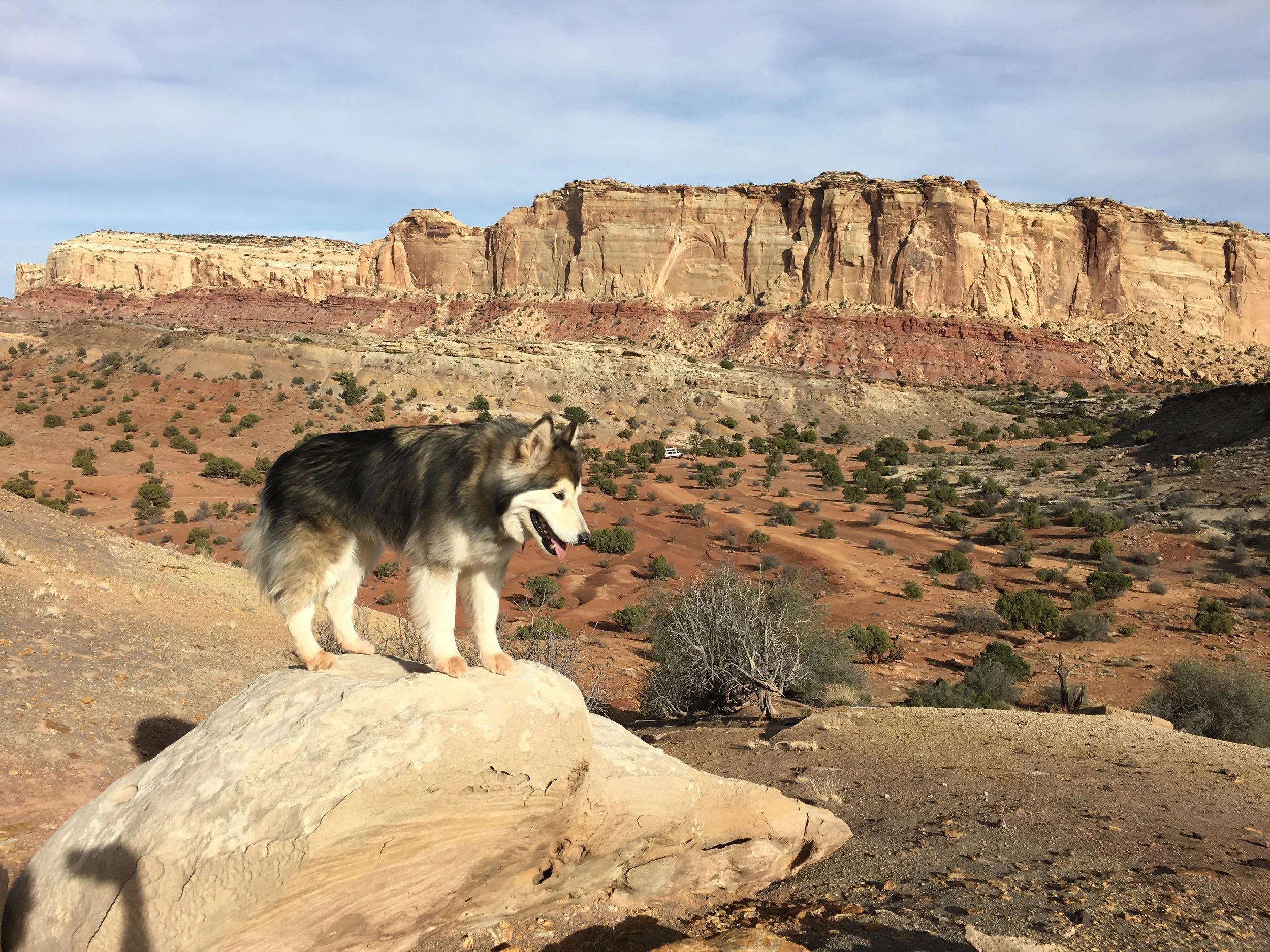 See lil ol Hobbes down there? 