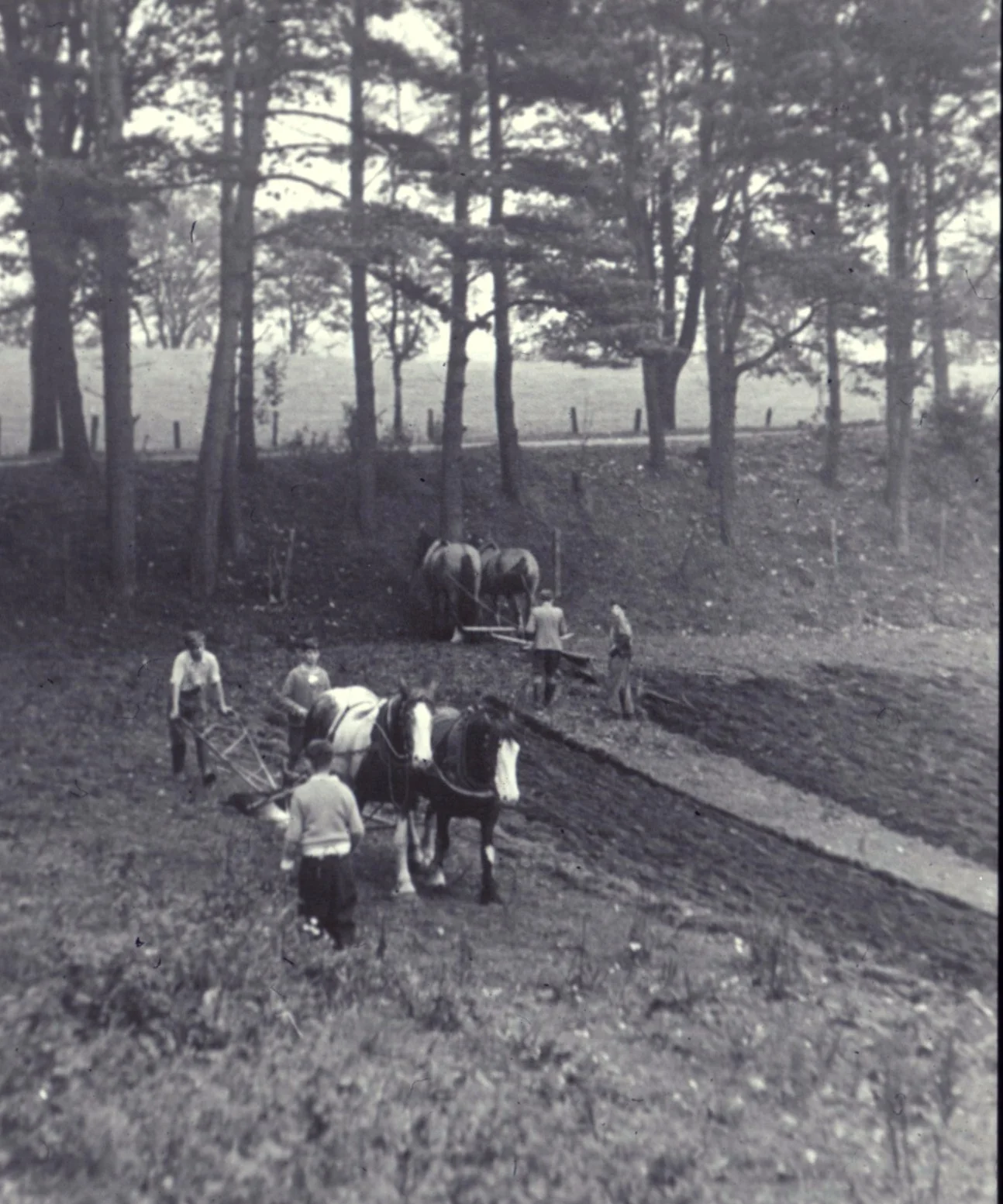 ND Farm - Ploughing with Horses.jpg