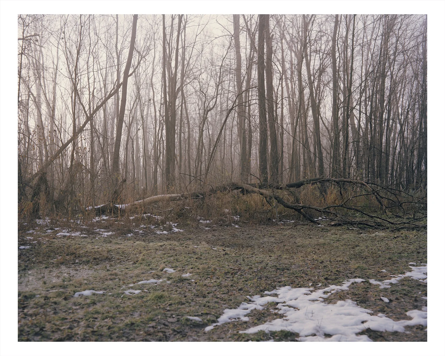 tree_sharp_flat_40x50_border.jpg