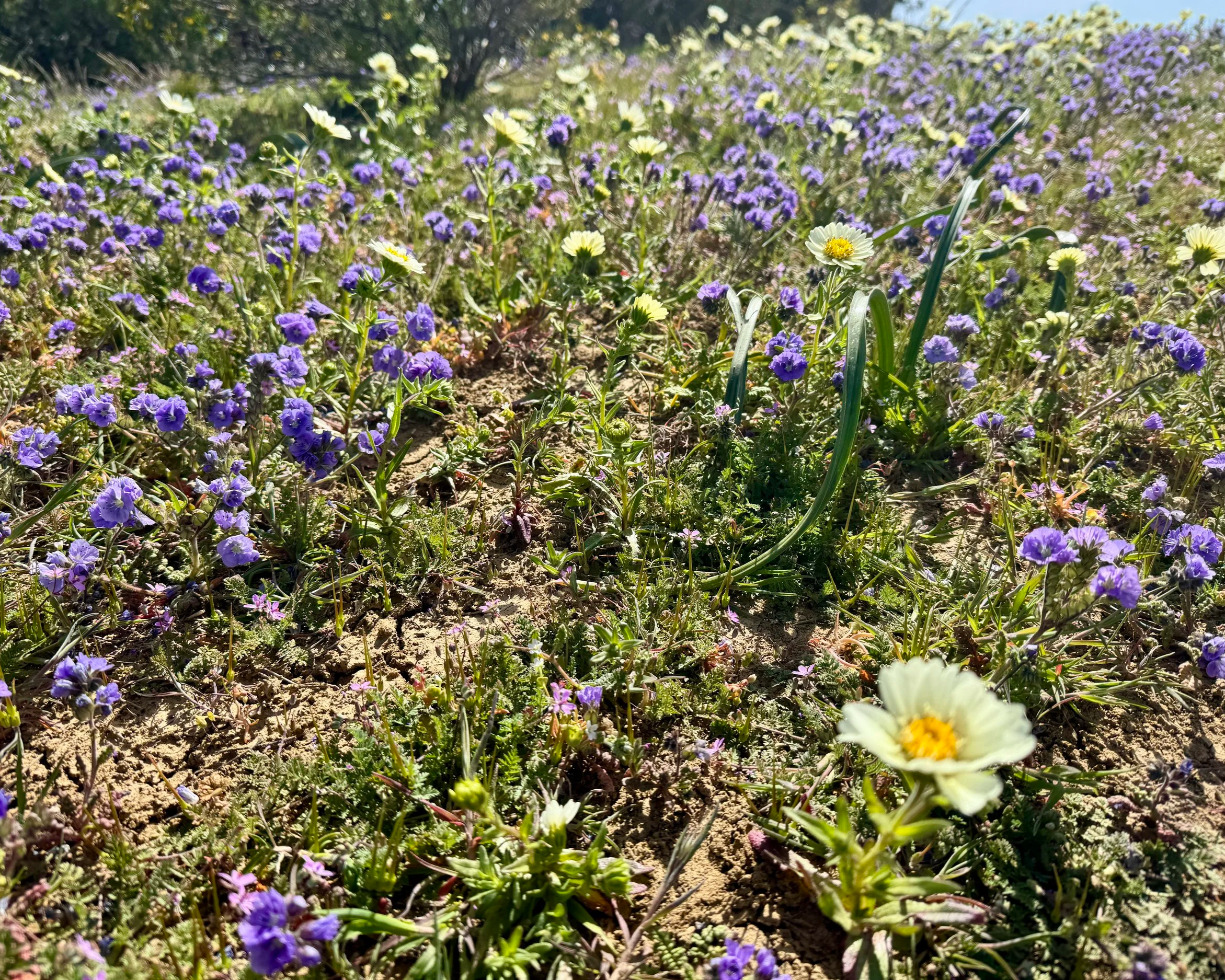 Nature Journaling and the 2026 Superbloom