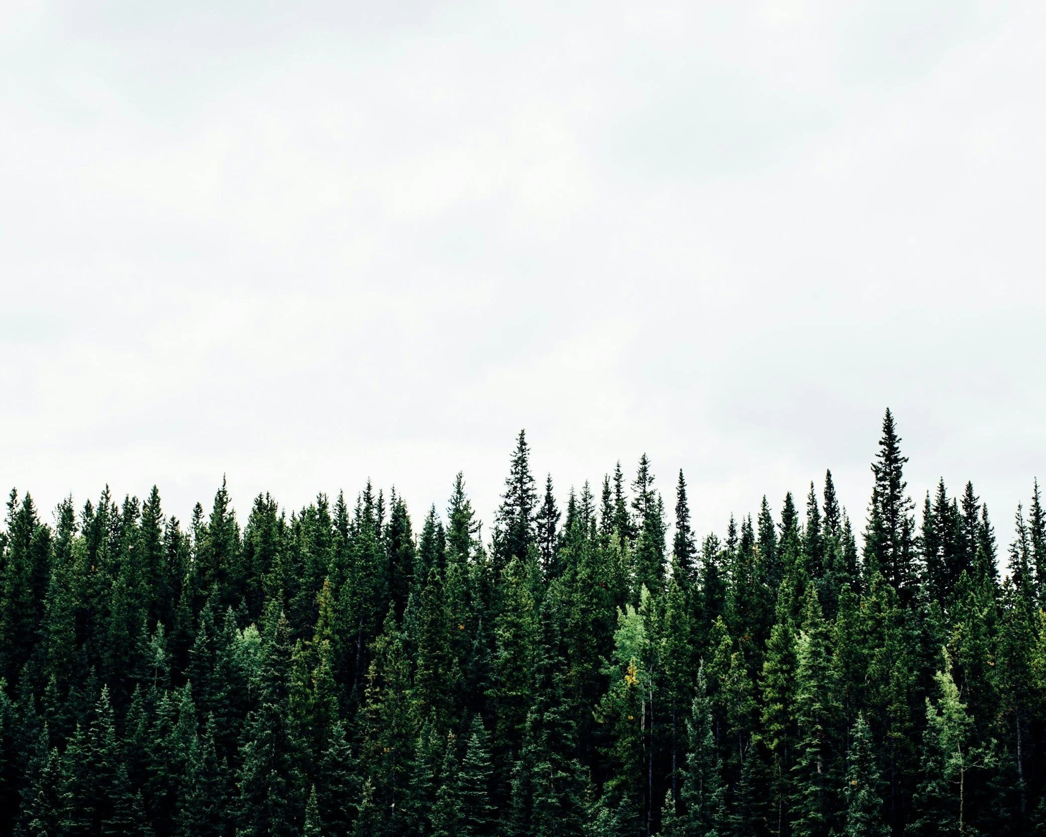 To Be Truly Evergreen