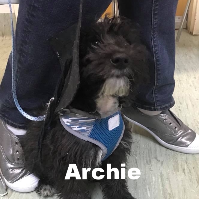 PPS - Archie.jpg