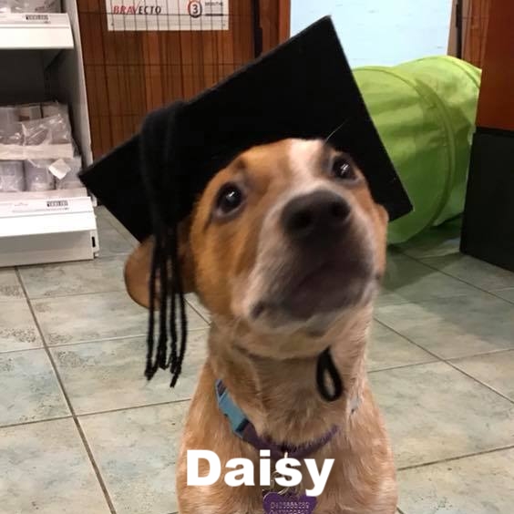 PPS - Daisy.jpg