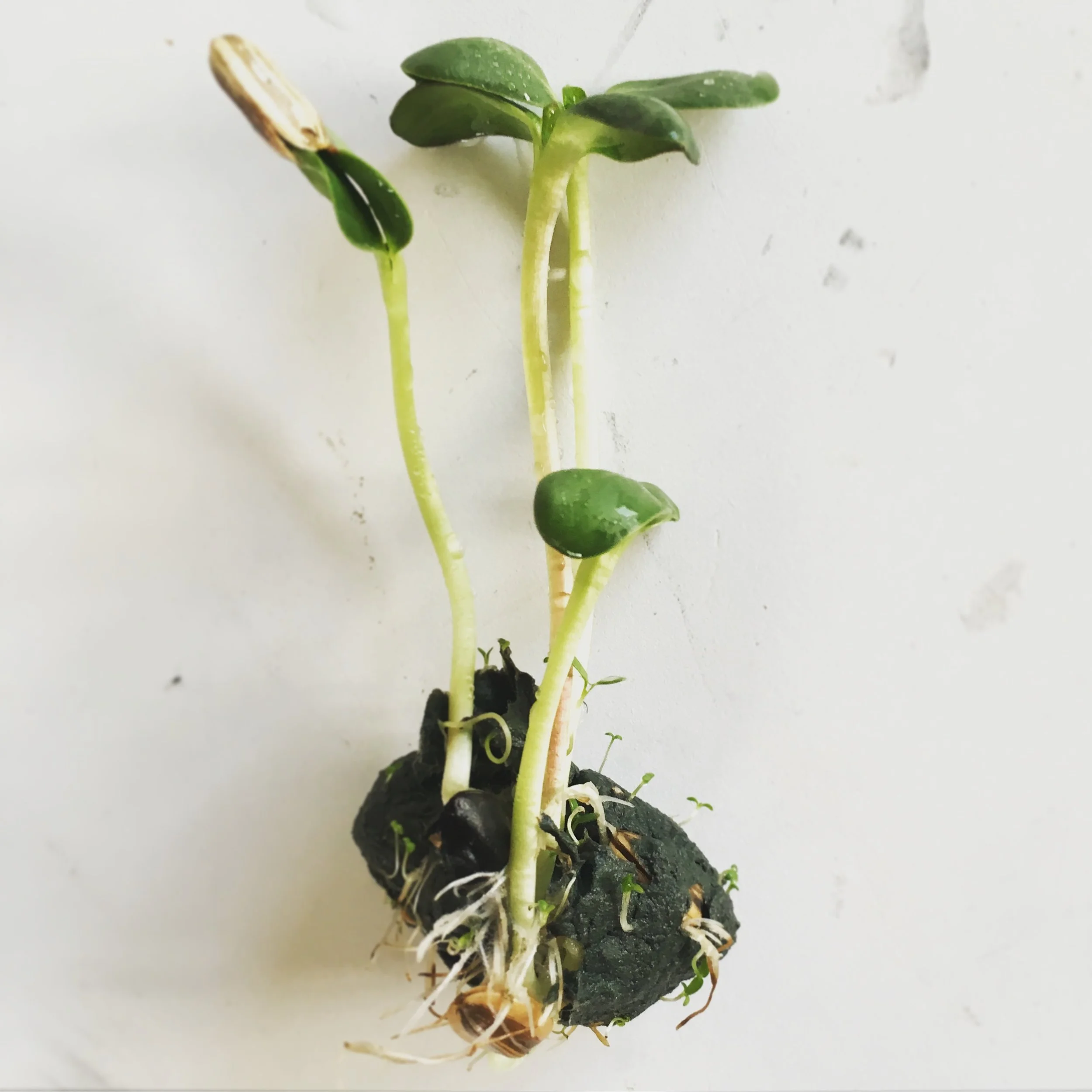  A seed bomb bead sprouting sunflowers, chamomile and other flowers.&nbsp; 