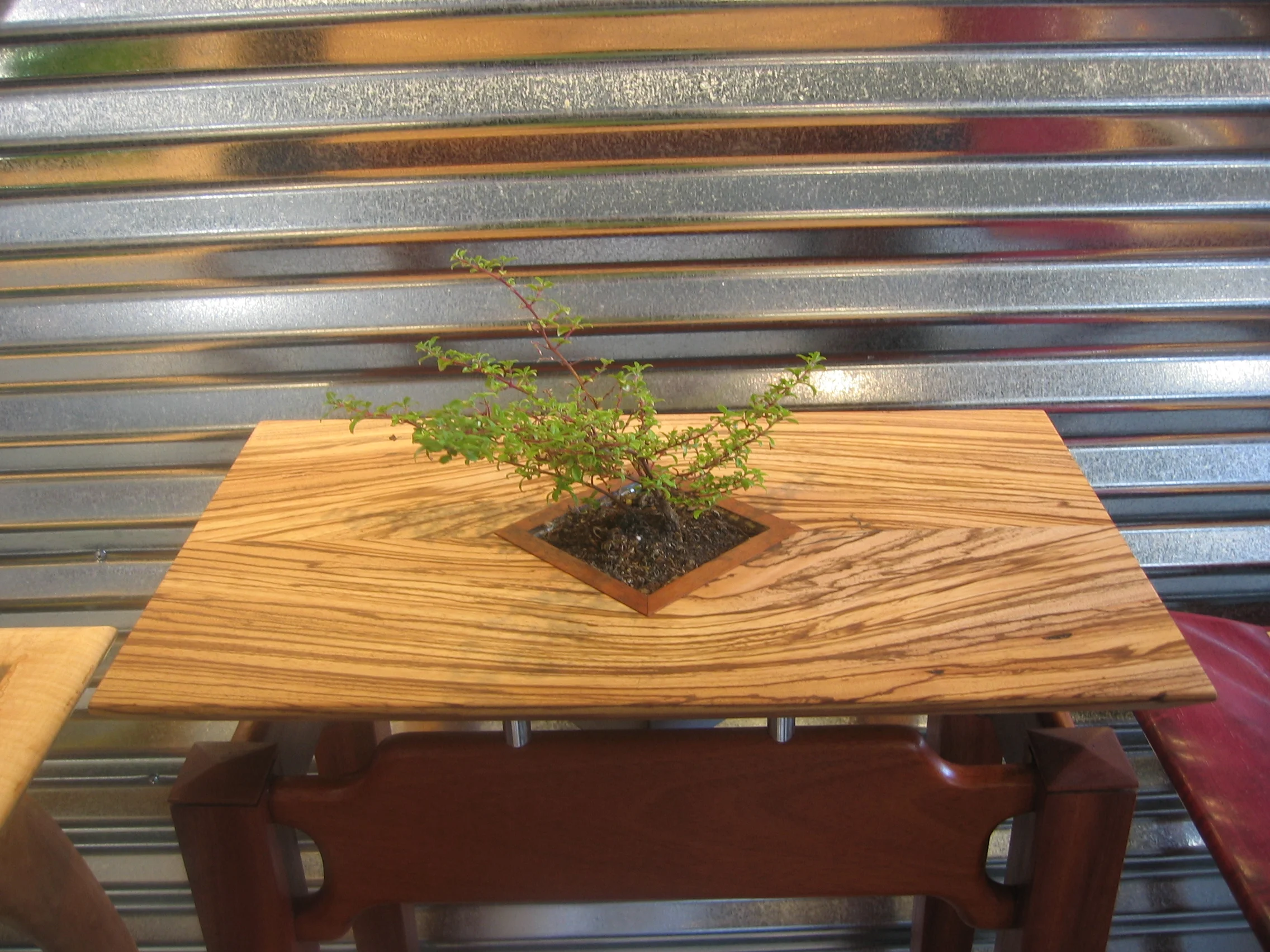 bonzai table0003.JPG